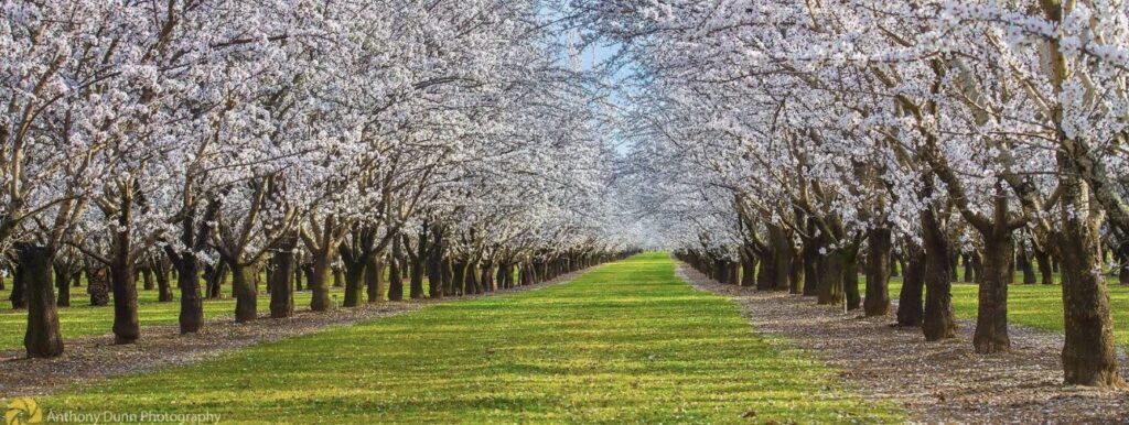 California almond outlook