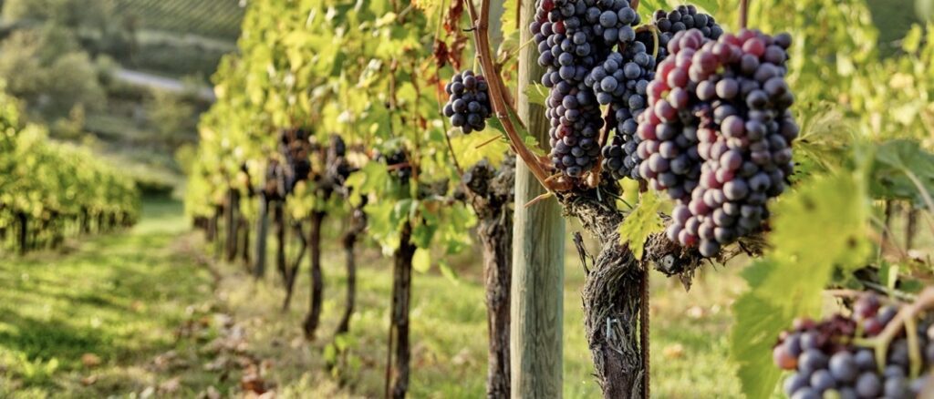 Whole Vine Festival