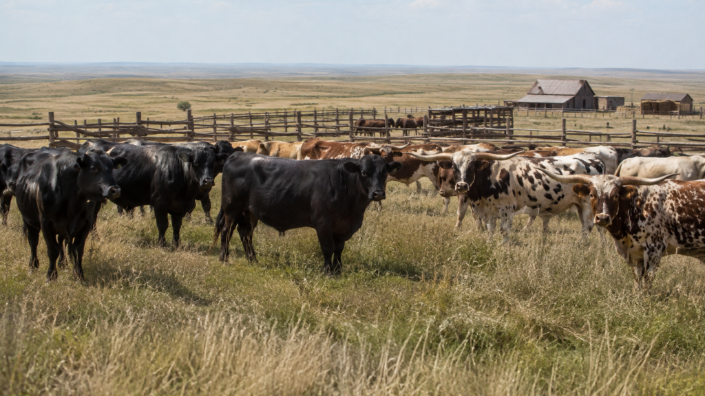 Featured image for “George Grant and the Four Bulls That Started Angus in America”