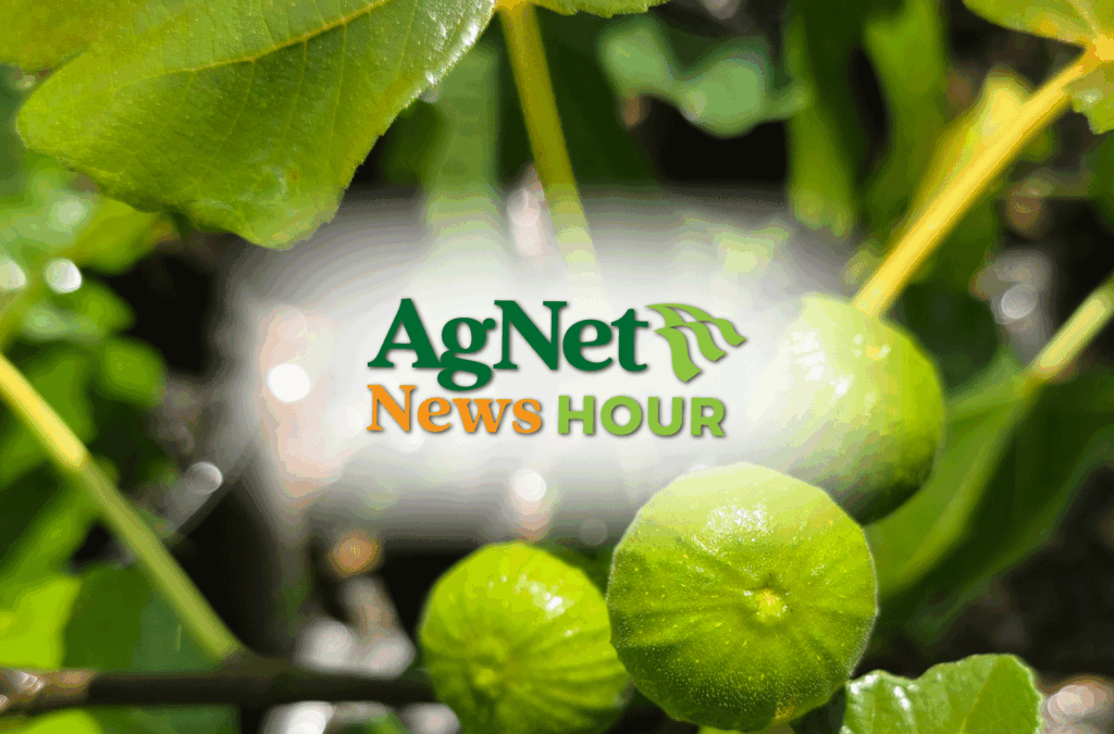 Featured image for “California Figs Make a Comeback as Growers Respond to Rising Demand”