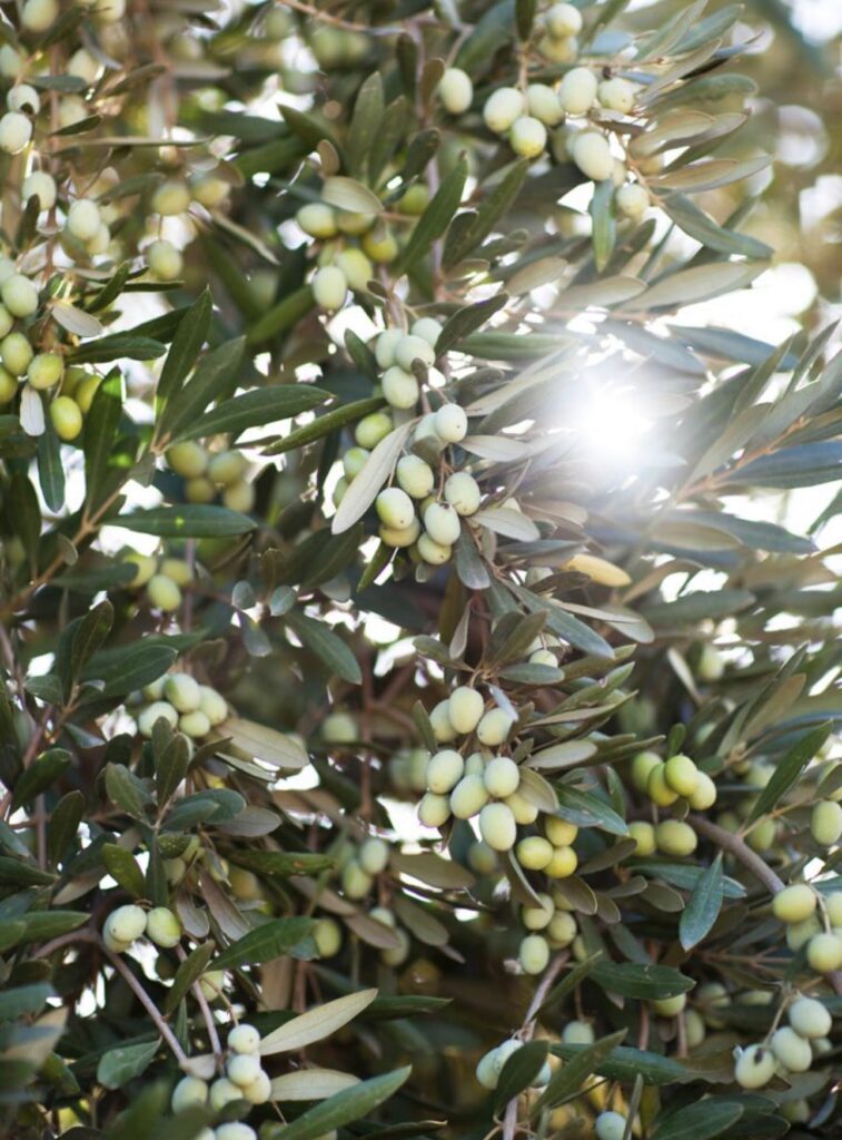 ENZO’s Olive Oil