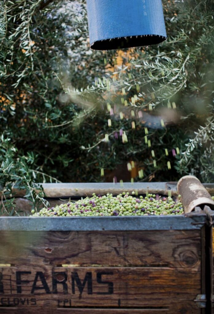 ENZO’s Olive Oil
