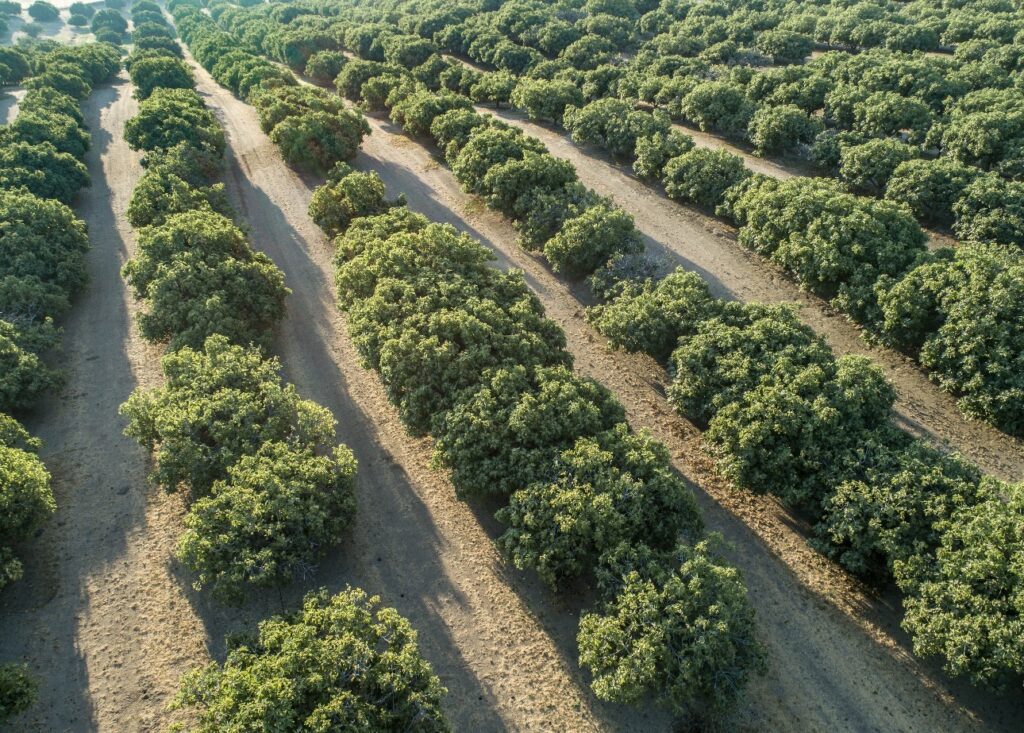 California figs