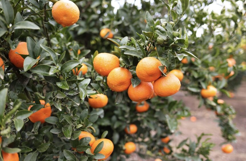 California citrus