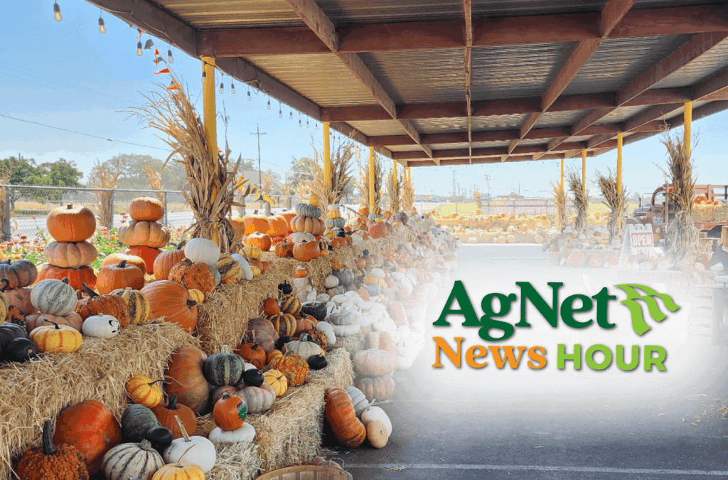California pumpkin season