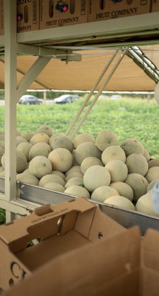 California cantaloupes