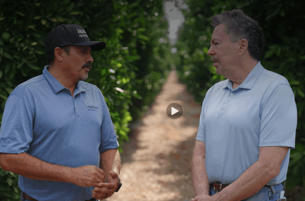 Featured image for “Parka Helps California Citrus Growers Protect Fruit Quality and Packout”
