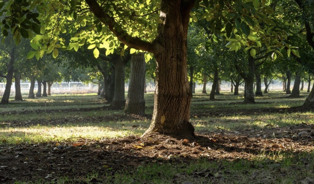 California Walnuts